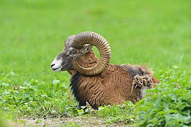 暴雪确认《魔兽争霸》两款手游正在内部开发中